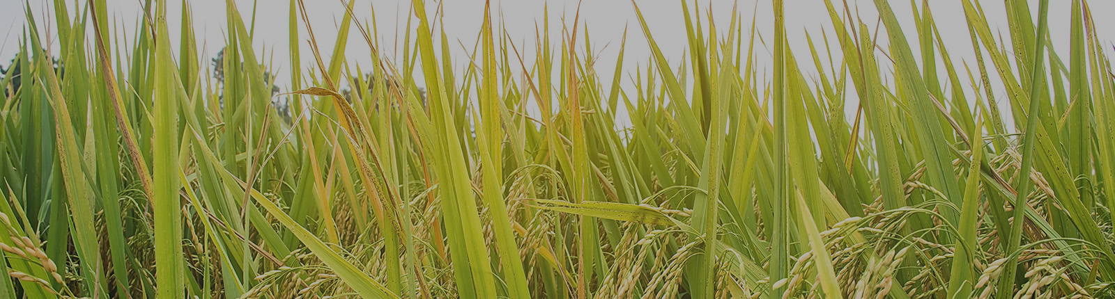 agriculture narrative