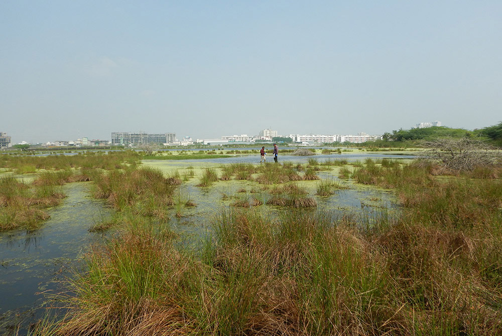 Tidal Marsh