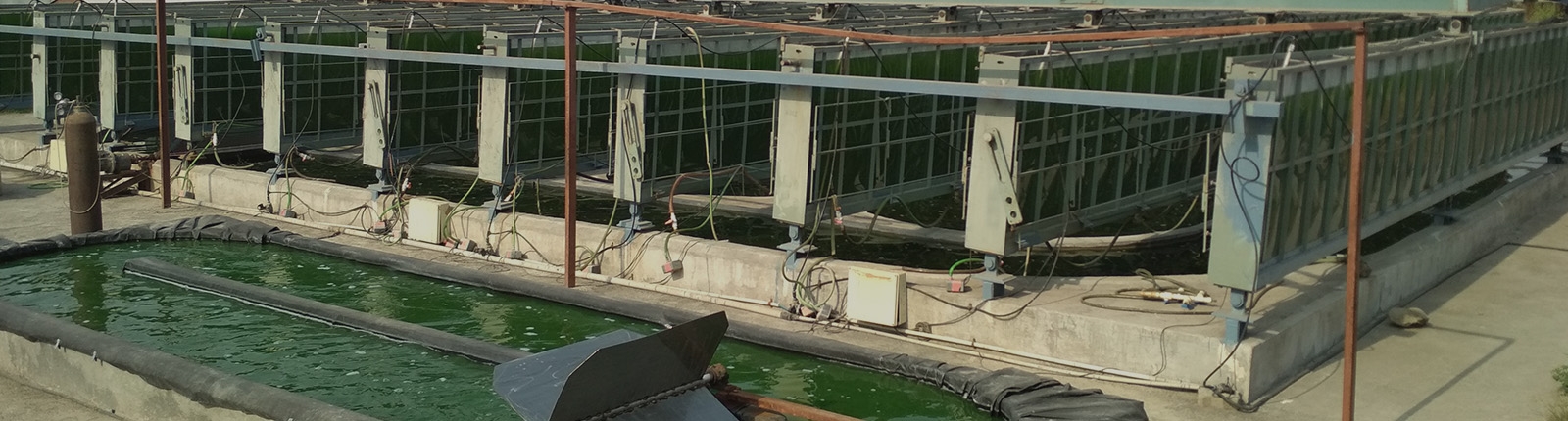 Advanced Biofuels & Biochemicals