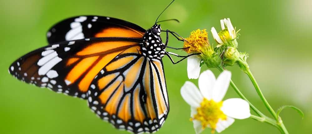 Researchers are using the world's largest butterfly collection to
